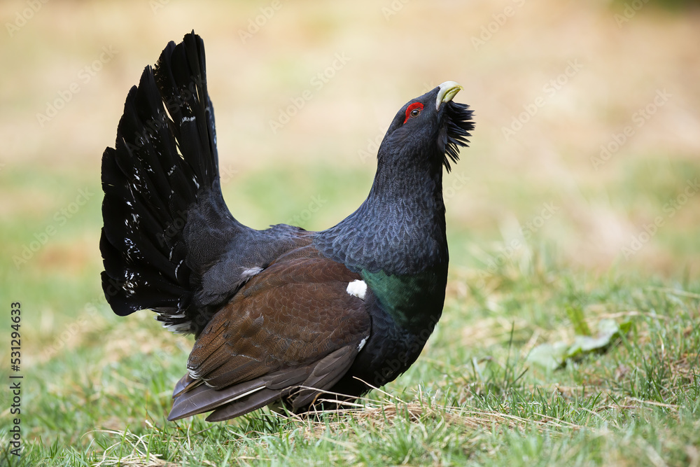 Fototapeta premium Proud western capercaillie, tetrao urogallus, male lekking with open beak in autumn. Dark bird with black feathers courting on alpine meadow during mating season.