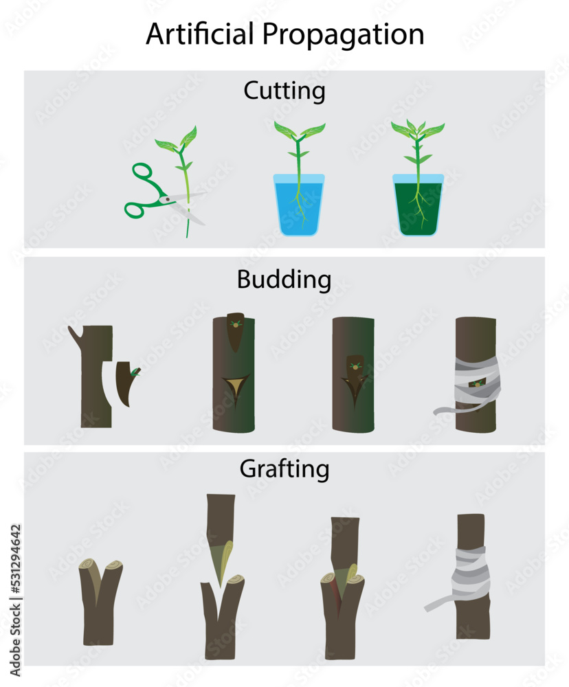 Vegetative Propagation Definition Types And Examples 52 OFF