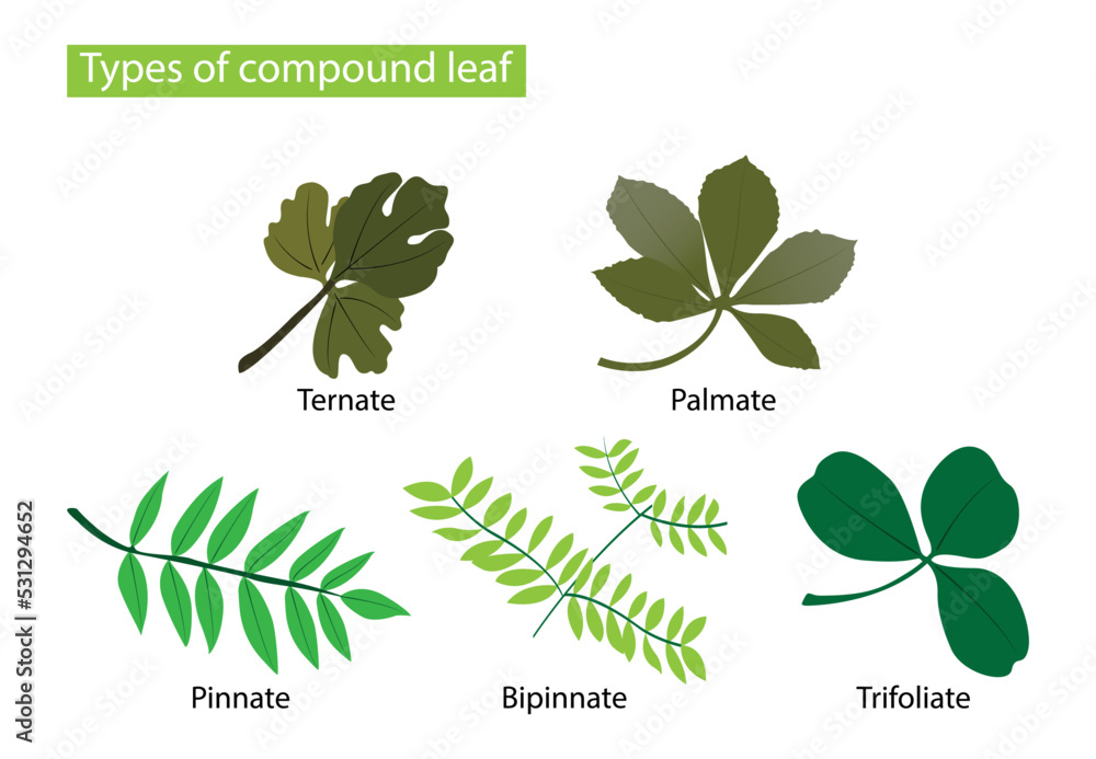 illustration of biology and plant kingdom, Types of compound leaf