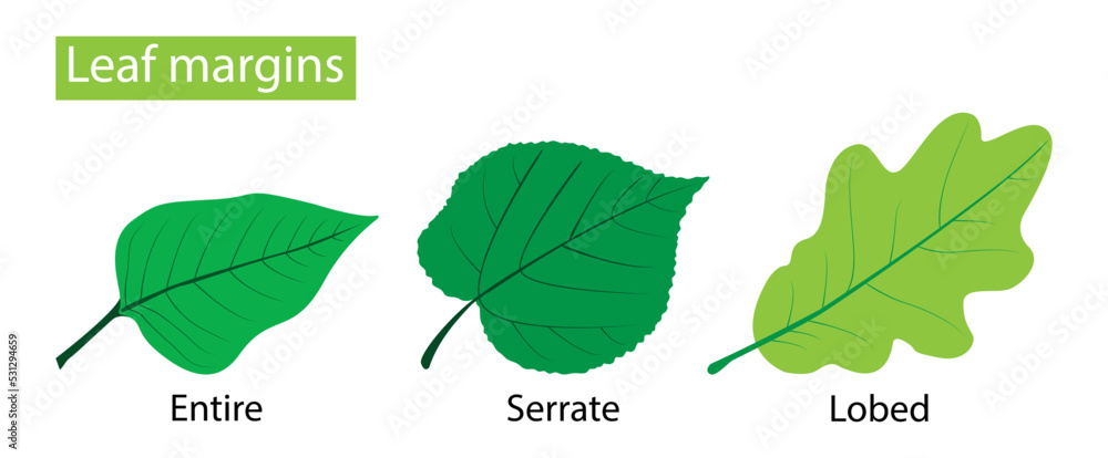 illustration of Biology and plant kingdom, Leaf margins, the structure ...