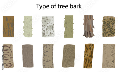  illustration of biology and plant kingdom, Tree Bark Texture, Bark is the outermost layer of stems and roots of woody plants, Plants with bark include trees, woody vines and shrub, Type of tree bark