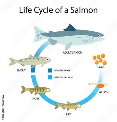 illustration of animals and biology, Life cycle of a Salmon, salmons have an average lifespan of 7 years, salmons comprises six stages, egg, alevin, fry, parr, smolt, and adult