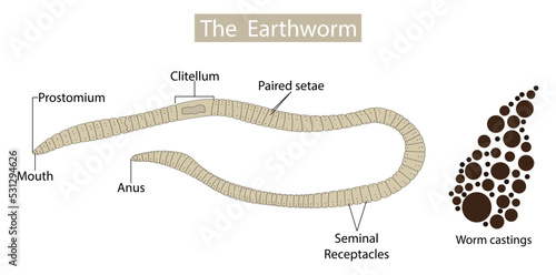 illustration of biology and animal, anatomy of earthworms, Earthworm structure, Form and function, the basic shape of the earthworm is a cylindrical tube