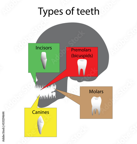 illustration of biology and medical, types of teeth in human body, different types of human teeth, Human Teeth Diagram, incisors and canine teeth, situated in gums above and below, Dental anatomy