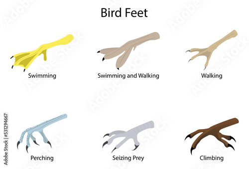 Fototapeta Naklejka Na Ścianę i Meble -  illustration of biology and animals, Bird feet and legs, The anatomy of bird feet is diverse, TYPES OF FEET IN BIRDS​, different types of bird’s feet, Bird's feet for various functions
