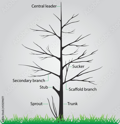 illustration of biology and plant kingdom, Parts of a tree, Anatomy of a Deciduous Tree, The above ground part of a tree consists of the trunk, scaffold branches and lateral branches