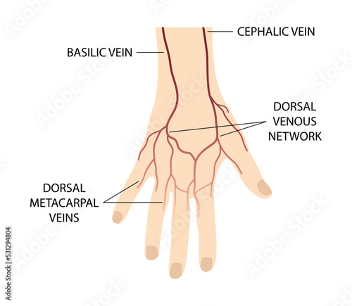 illustration of biology and medical, Body Anatomy, blood vessels on the back of the hand, Blood vessels and nerves of the hand, Dorsal view of right hand, Dorsal venous network of hand