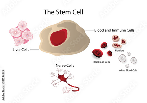 illustration of biology and medical, Stem cells provide new cells for the body as it grows and replace specialised cells that are damaged or lost, stem cells to treat or prevent a disease or condition