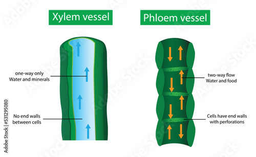 illustration of biology, Xylem vessel and Phloem vessel, Transport in plants, Xylem moves water from roots to the leaves, and phloem moves food from the leaves to the rest of the plant 