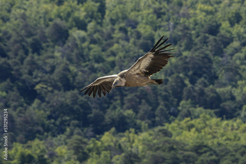 Griffon Vulture in the Gorge of Verdon, France © Frozigraphie