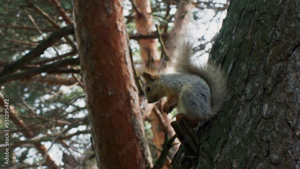 Close-up of squirrel sitting on pine tree. Rodent feeding on nut at forest. Furry animal amidst woodland in forest area. Close-up of squirrel sitting on pine tree. Rodent feeding on nut at forest. Furry animal amidst woodland in forest area.