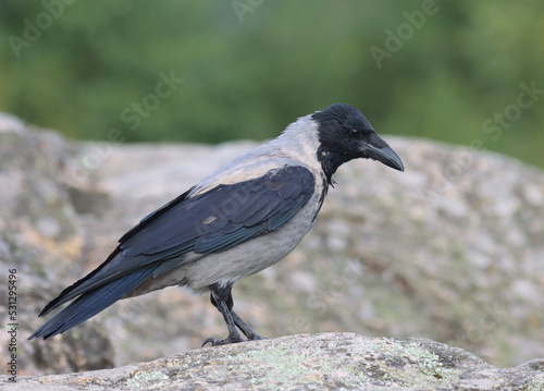Hooded crow © John Sandoy