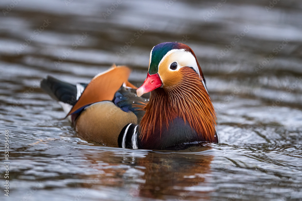 Mandarin Duck Mandarin Duck