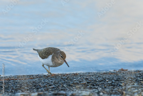 Common sandpiper (Actitis hypoleucos) photo