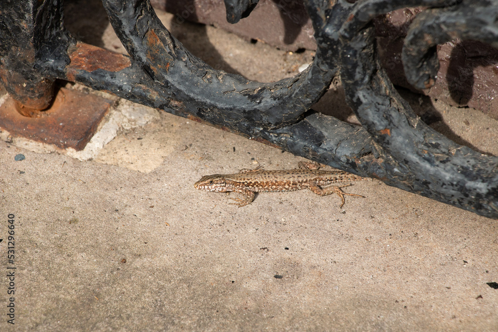 lizard in the city lizard in the city