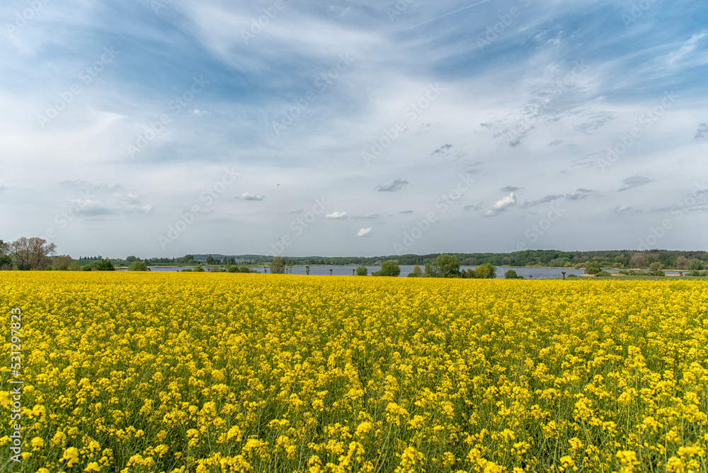 The island Ruegen Germany with many rape fields and lighthouse