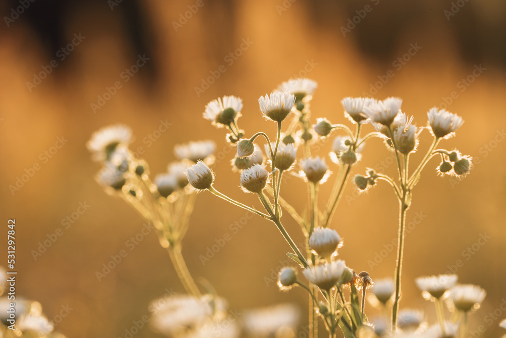 close up of flower in the evening