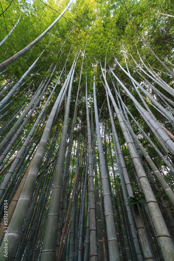 Arashiyama Bamboo Grove, Kyoto, Japan Arashiyama Bamboo Grove, Kyoto, Japan