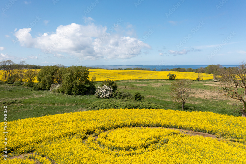 The island Ruegen Germany with many rape fields and lighthouse