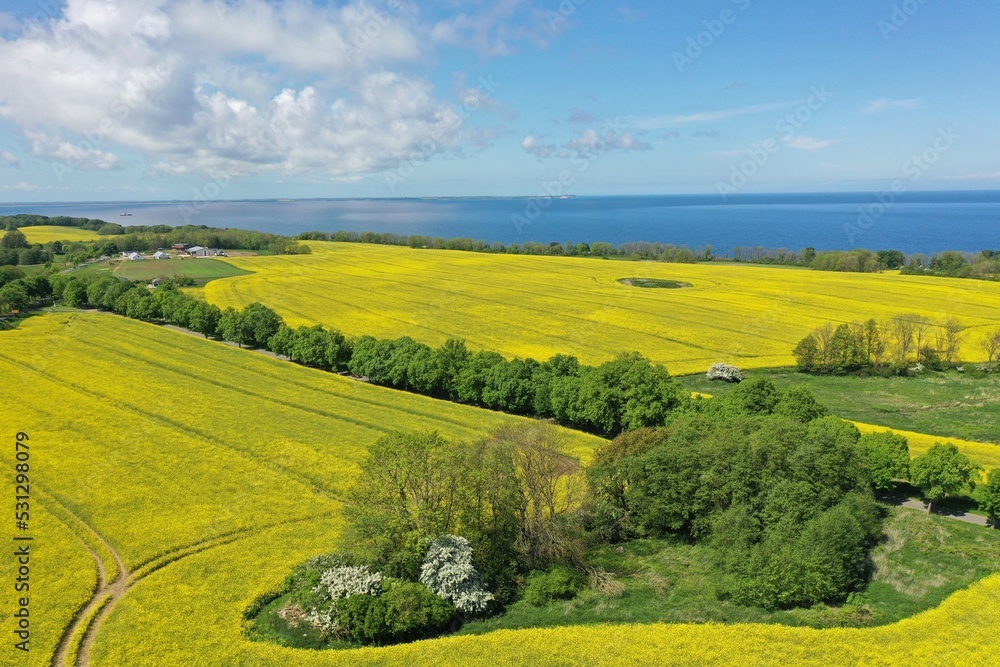 The island Ruegen Germany with many rape fields and lighthouse
