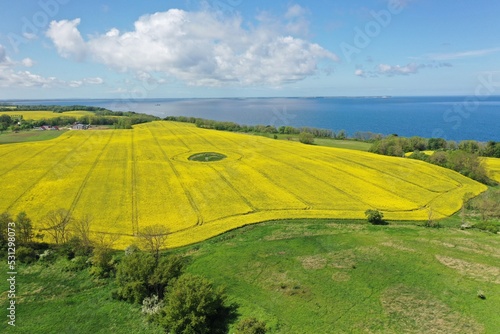 The island Ruegen Germany with many rape fields and lighthouse