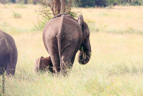 Photography Mother elephant with her young