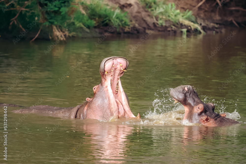 Fototapeta premium Hippo exerting his dominance in the water