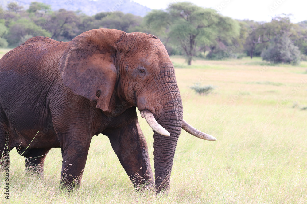 custom made wallpaper toronto digitalElephant in Serengeti