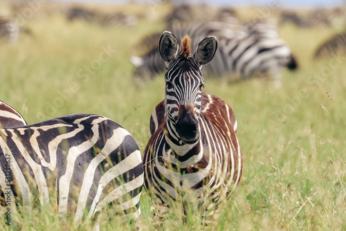 Young zebra in Serengeti
