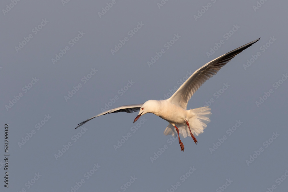 Obraz premium Slender-billed Gull (Chroicocephalus genei) , Abruzzo, on the Adriatic coast.