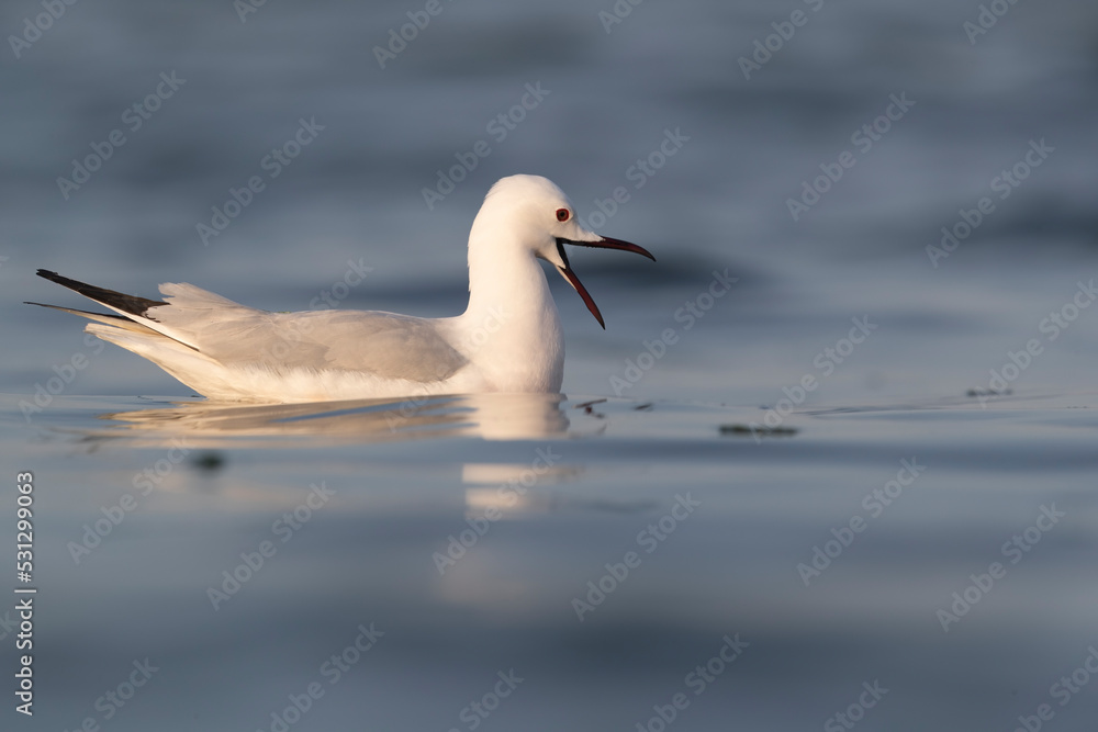 Slender-billed Gull (Chroicocephalus genei) , Abruzzo, on the Adriatic coast.