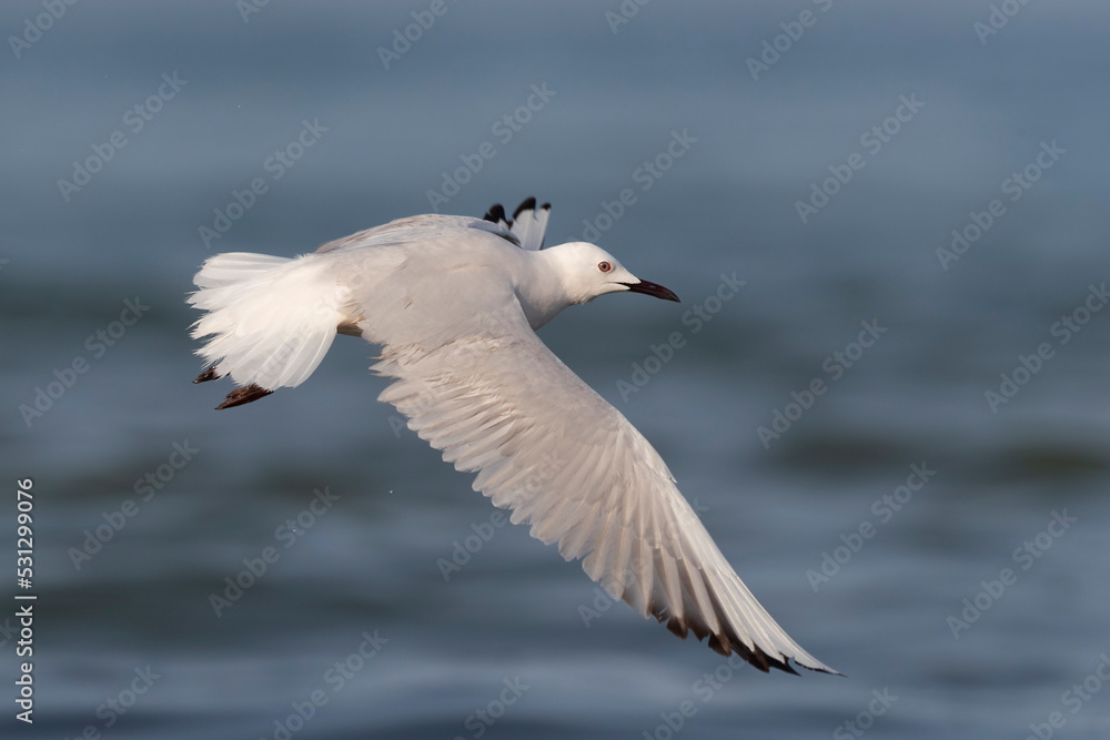 Slender-billed Gull (Chroicocephalus genei) , Abruzzo, on the Adriatic coast.