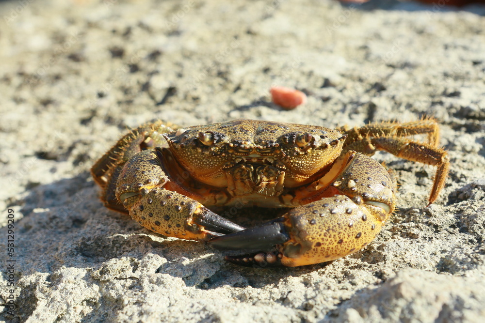 crab sitting on the stone