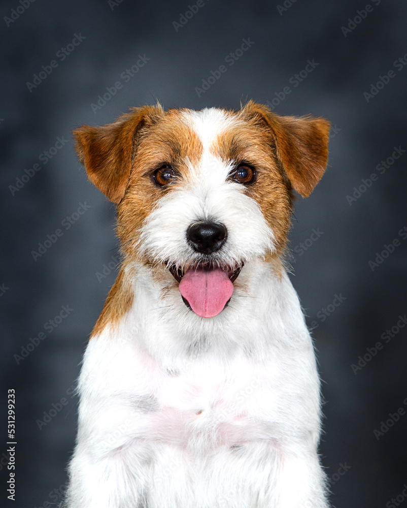 dog breed jack russell smiling in the studio dog breed jack russell smiling in the studio
