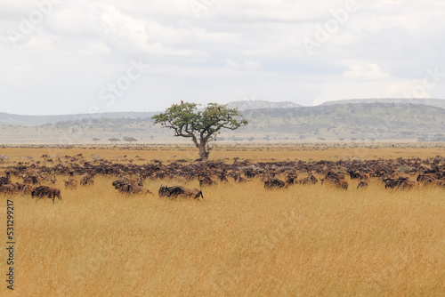 Wallpaper Mural herd of wildebeest Torontodigital.ca