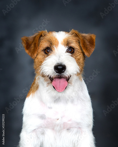 dog breed jack russell smiling in the studio