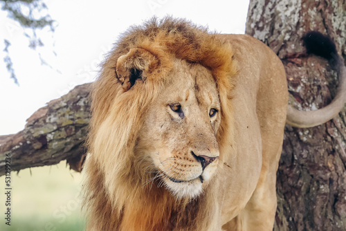 Male lion climbing down tree in Central Serengeti