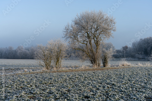 Winterliche Bäume