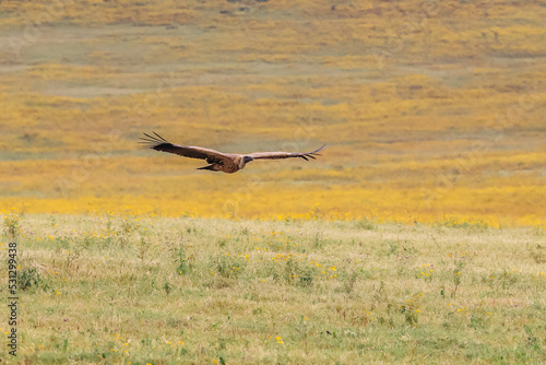 Wallpaper Mural Vulture flying in the Serengeti Torontodigital.ca