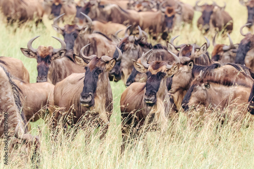 Wallpaper Mural herd of wildebeest Torontodigital.ca