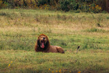 Male lion yawning in the Ngorongoro Crater