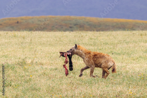 Wallpaper Mural Tanzania hyena with buffalo leg Torontodigital.ca