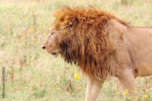 Wallpaper Mural Lion in the Ngorongoro Crater Torontodigital.ca