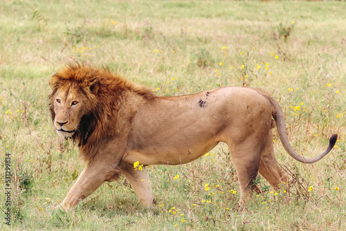 Wallpaper Mural Male lion passing by in the Ngorongoro Crater Torontodigital.ca