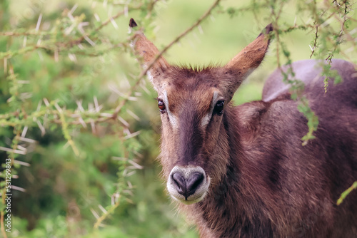 Wallpaper Mural Tanzania Water Buck Torontodigital.ca