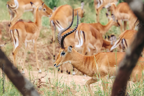 Wallpaper Mural Tanzania Safari Torontodigital.ca