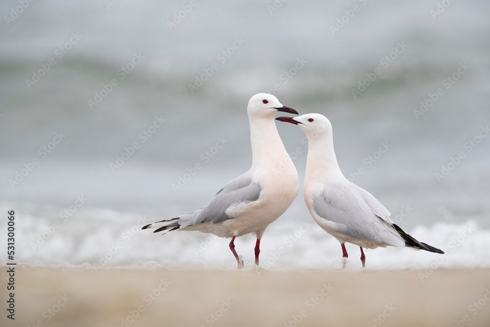 Couple of Slender-billed Gull (Chroicocephalus genei) , Abruzzo, on the Adriatic coast. Couple of Slender-billed Gull (Chroicocephalus genei) , Abruzzo, on the Adriatic coast.