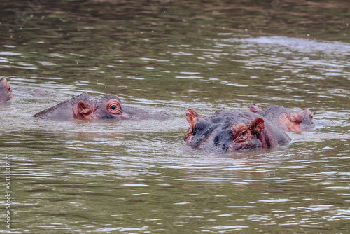 Photography Hippos peering above the water