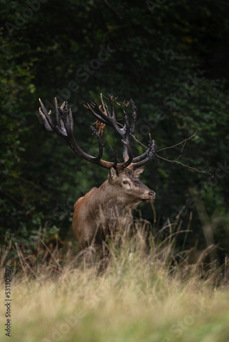 Red deer during rutting time. Male of deer on the meadow. Wildlife in Europe. 