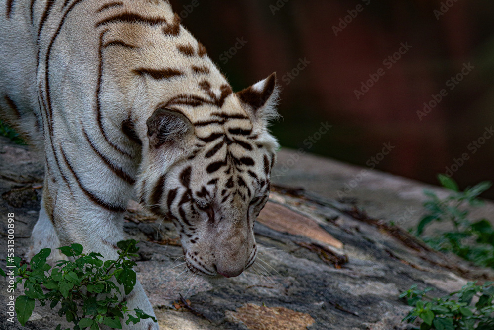 Obraz premium tiger in zoo